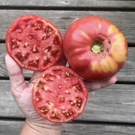 Mortgage Lifter, Tomato Seeds